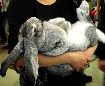 «Промышленное разведение кроликов» Кролиководство